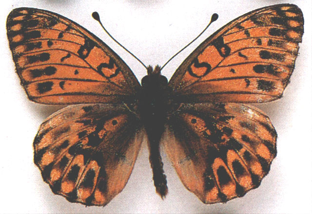 Argynnis aglaja (melanic), Lulworth, Dorset, July 1992. (Internet Image property of respective owner, non-commercial use only)